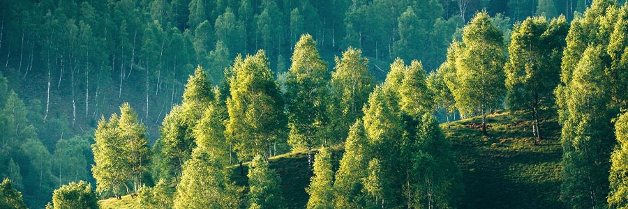 Trees in a green forest.