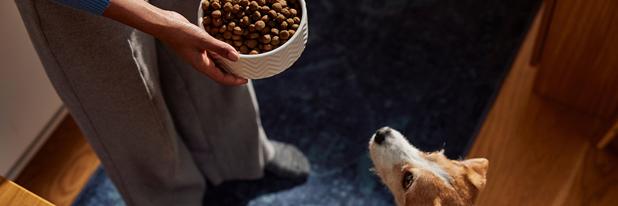 Person holding bowl of dry dog food while a dog looks up.