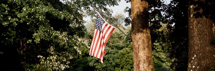 American flag hanging from a tree in a leafy outdoor setting.