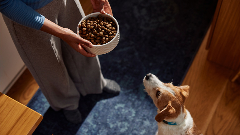 Person holding bowl of dry dog food while a dog looks up.