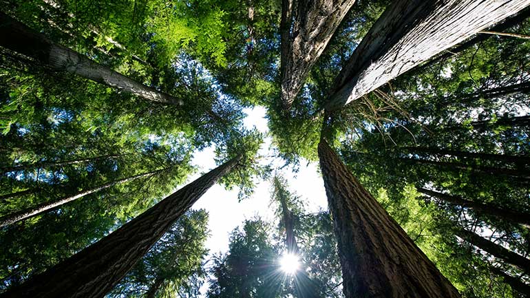 Plan en contre-plongée d’une forêt.