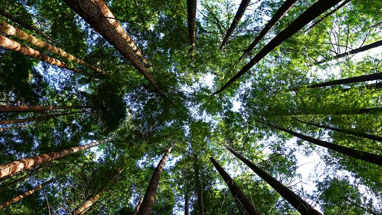 In a forest, looking up through the trees