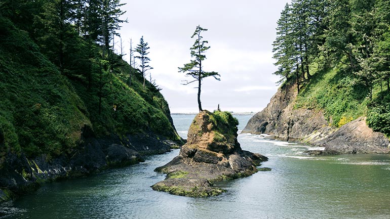 A single tree growing on a small island