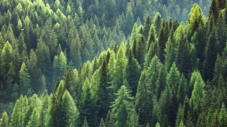 Aerial view of a dense evergreen forest
