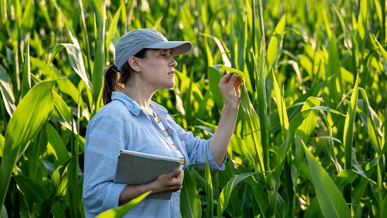 A farmer holding a tablet computer inspecting her crop